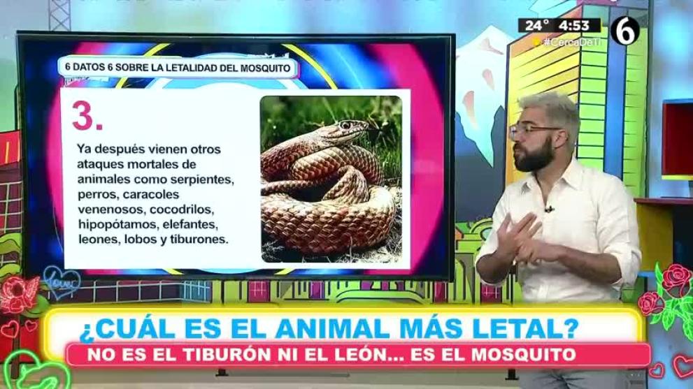 ataques de animales mortales