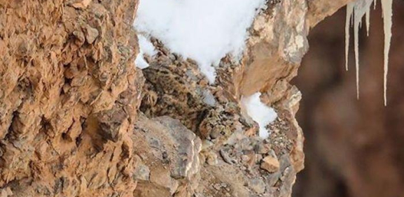 Encuentra el leopardo en la montaña, el nuevo desafío viral
