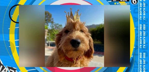 Esta actriz es quién se hará cargo de su mascota que es querido y viral en redes sociales.