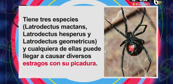 Conoce más sobre este tipo de araña, su veneno y cuantas existen en el mundo