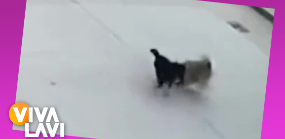 Perrito salva a su amigo de ser atropellado