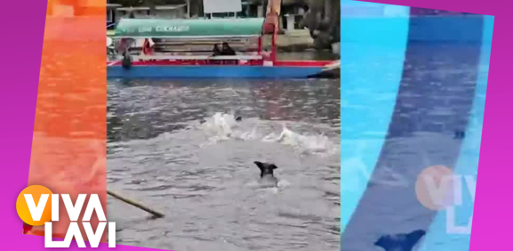 Perro se lanza al canal de Xochimilco