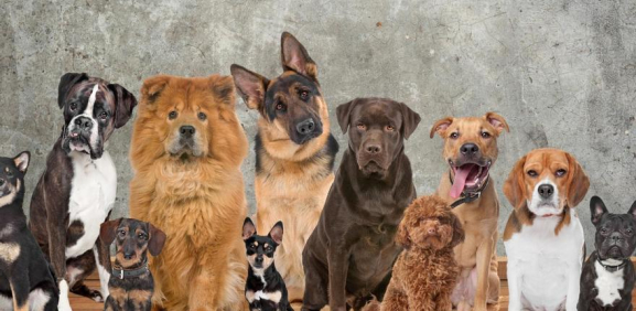 Conoce las diferentes razas de perro y cuales son las más longevas.