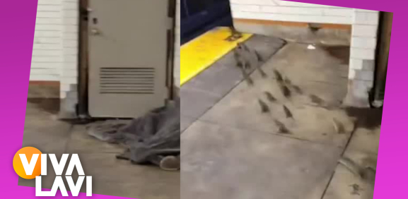 Captan a vagabundo durmiendo junto a manada de ratas