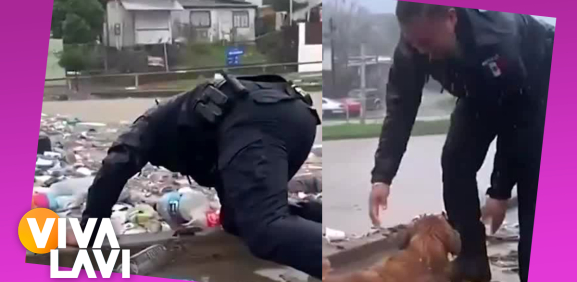 Perrito es rescatado de un canal de basura en Tijuana