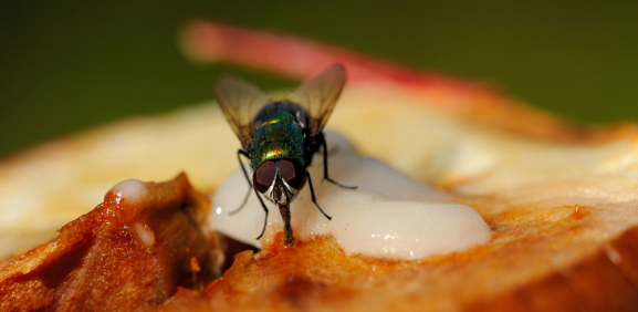 Se dice que las moscas vomitan en la comida en donde se paran