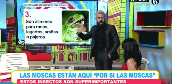 Estos son los datos que comprueban de lo importante de las moscas en el mundo