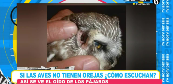 Descubre como escuchan las aves