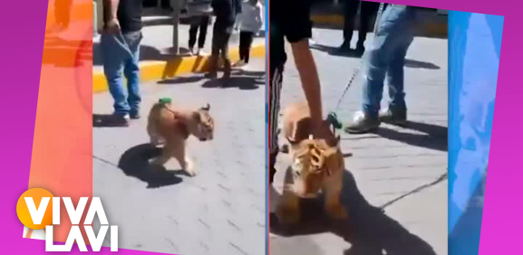 Hombre es capado paseando a un tigre