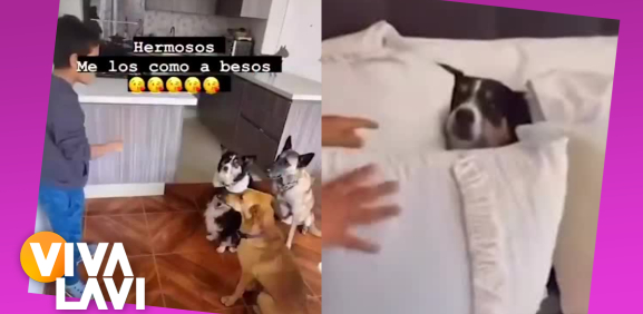 Perrito juega a las escondidas con su dueño y conmueve las redes