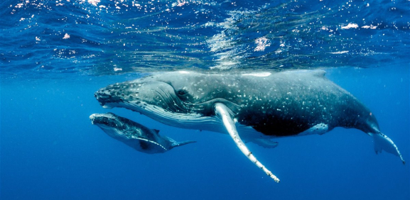 Conoce el motivo por el cual las ballenas se pueden sumergir a miles de metros sin pasarles nada