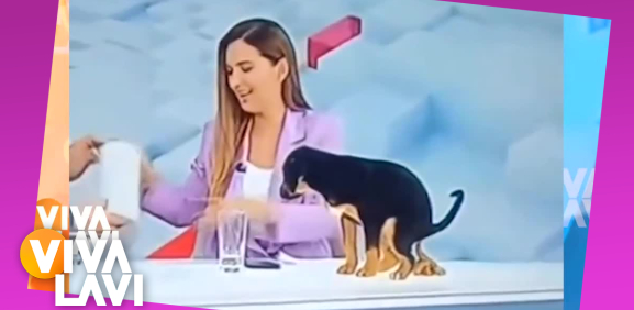 Perrito hace sus 'gracias' durante presentación en televisión