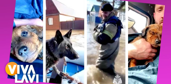 Los perritos no son mascotas, son familia.