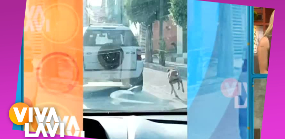 Captan a mujer abandonando a su perro en plena carretera