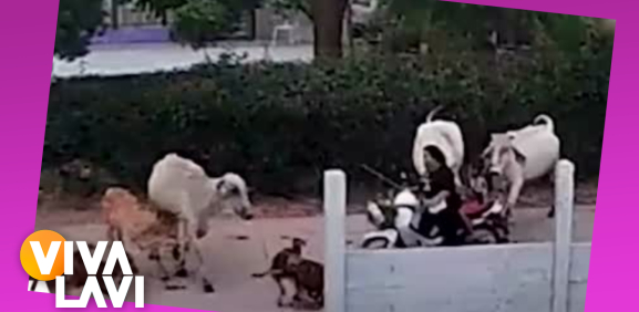 Mujer es ataca por una vaca en plena calle