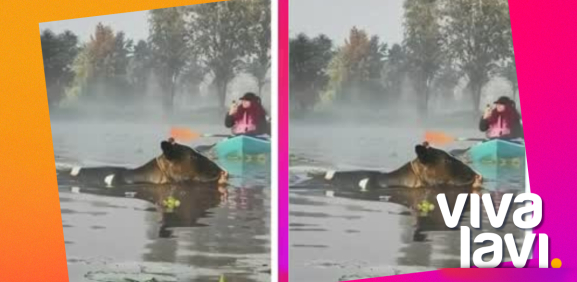 Captan a 'vaquitas marinas' en Xochimilco