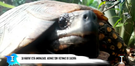 Una comida donde la tortuga es el principal ingrediente