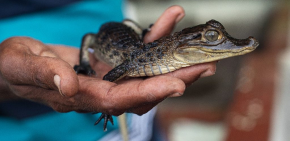 Hallan reptiles en el metro Capitalino