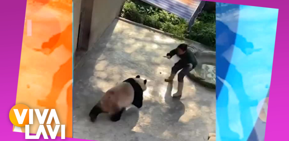 Entrenadora es ataca por un panda