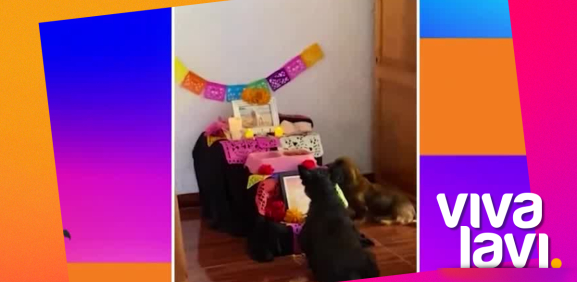 Perritos recuerdan a sus amigos en ofrenda de 'Día de muertos'