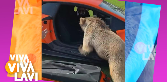 Oso destroza puerta de lujoso auto