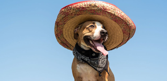 Conoce esta curiosidad sobre si existe diferente sonido de los animales dependiendo donde vivan