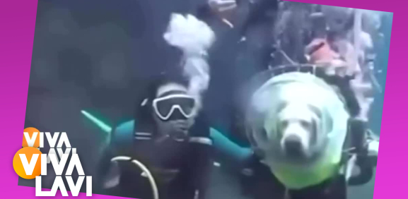 Perrito disfruta del mar con equipo de buceo