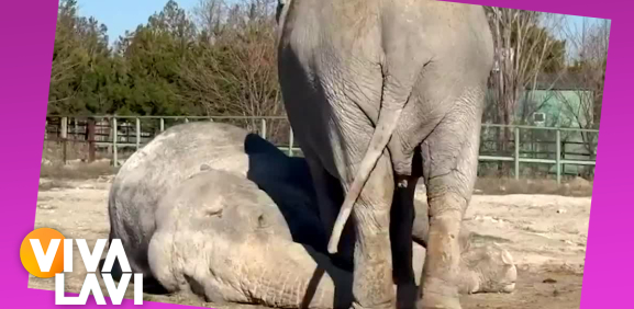 Elefante intenta revivir a su amiga tras 25 años juntas