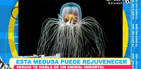 Conoce que es lo que hace este animal para frenar el envejecimiento