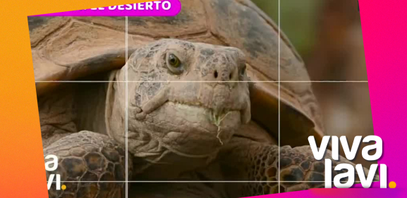 Animales que viven a altas temperaturas