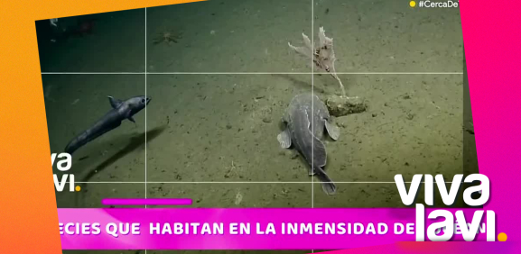Animales que viven en la inmensidad del mar