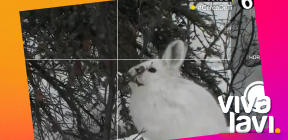 Estos son los animal que habitán en los lugares más fríos del mundo
