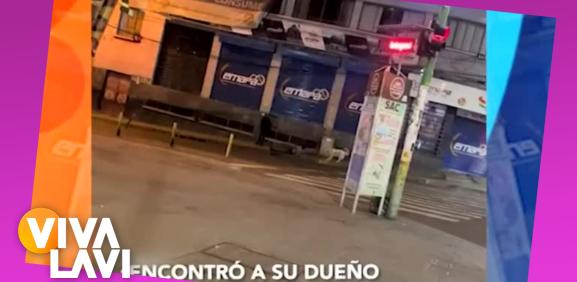 Perro encuentra a su dueño dormido en la calle y así reacciona