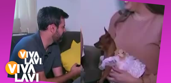 Reportero es 'atacado' por perro chihuahua