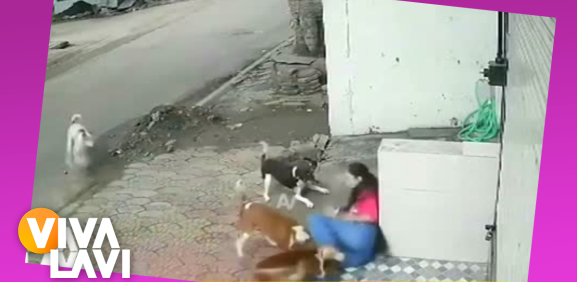 Jauría de perros atacan a estudiante