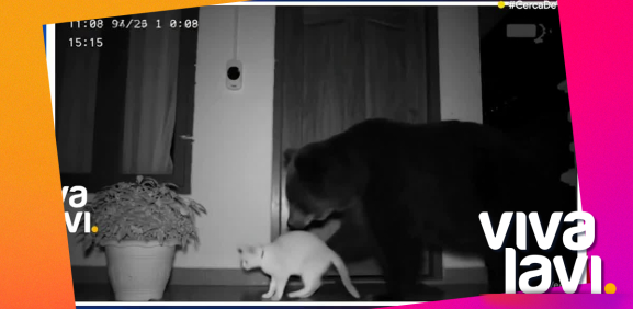 Captan a dos osos en Monterrey