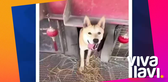 Perros se hacen virales por viajar con su dueño en tráiler
