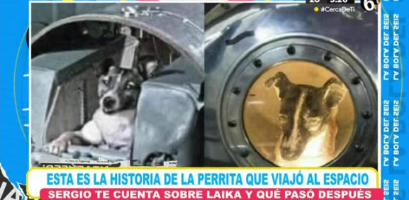 Conoce como prepararon a esta perrita para esta misión