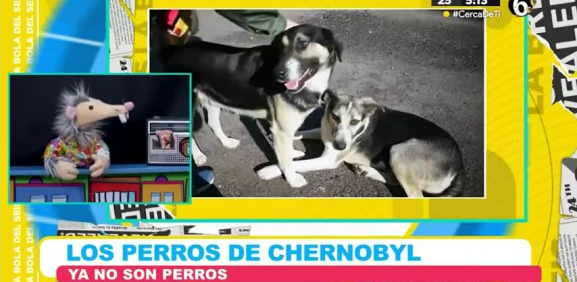 Debido a la radiación constante estos perros muestran algunos cambios