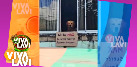 Perrito se hace viral por su reacción al gritar su nombre
