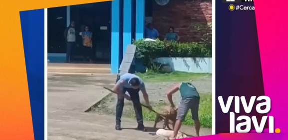 Perro finge estar 'muerto' para no ser atacado por otro