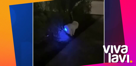 Perrito se come pelota luminosa