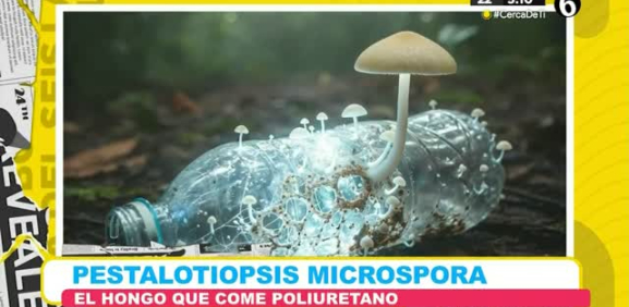 Pestalotiopsis Microspora es el famos hongo que come poliuretano