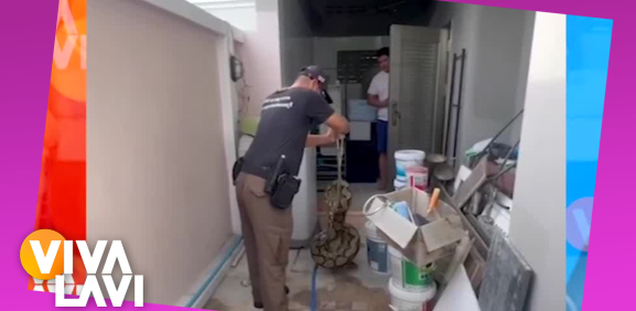 Pitón gigante rompe techo de una casa y se come a un gato