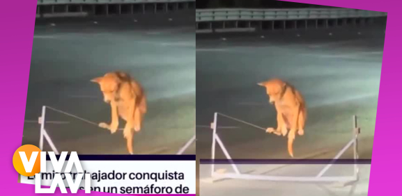 Perro causa sensación por trabajar en semáforo