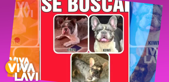 José Manuel Figueroa pide ayuda para encontrar a sus tres perritos