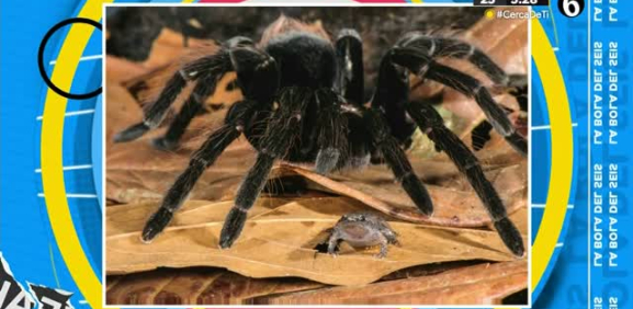 Conoce una rara relación entre un sapo y una araña