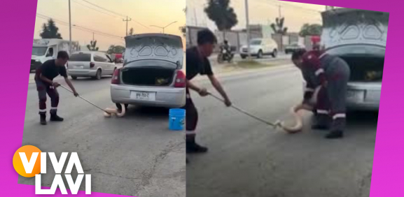 Mujer encuentra a pitón de más de 2 metros en su auto