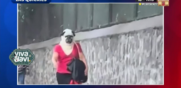 Captan a mujer 'pug' en las calles de México