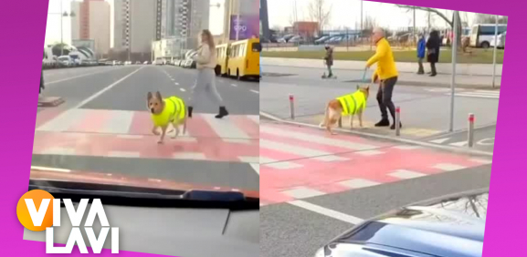 Perrito avisa a automovilistas que su amo ciego va cruzar